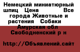 Немецкий миниатюрный шпиц › Цена ­ 60 000 - Все города Животные и растения » Собаки   . Амурская обл.,Свободненский р-н